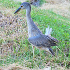 Yellow-crowned Night-Heron