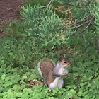 Eastern gray squirrel