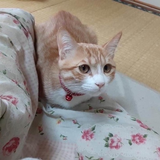 トシさんが投稿したカスタム事例の投稿画像4枚目