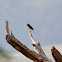 Red-vented bulbul