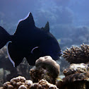 Blue or rippled triggerfish (adult)