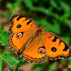 PEACOCK PANSY