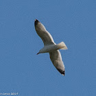 Herring Gull