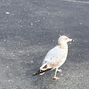 Herring Gull