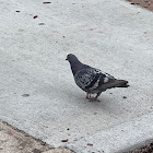 Rock Pigeon