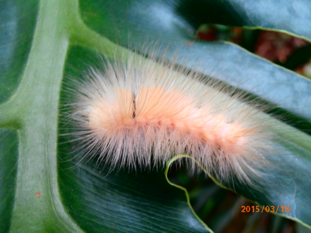 Caterpillar