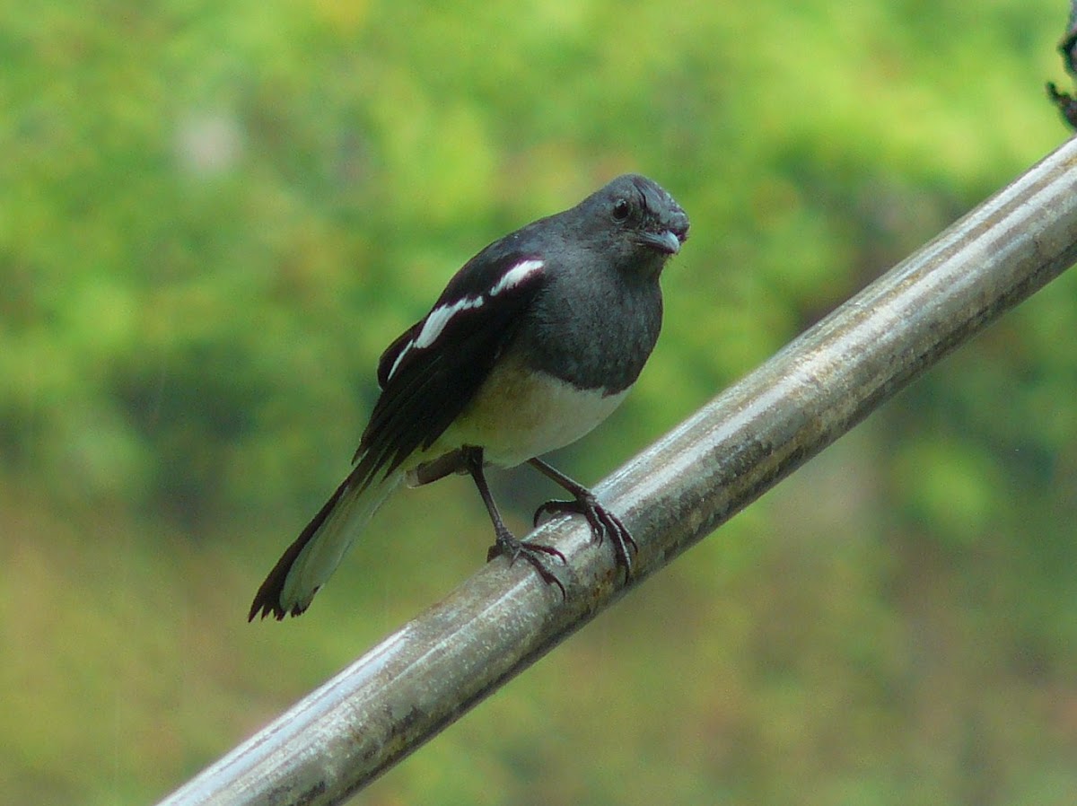 Oriental Magpie Robin