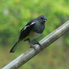 Oriental Magpie Robin