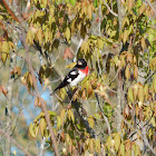 Rose-breasted Grosbeak