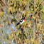 Rose-breasted Grosbeak