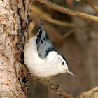 White-breasted Nuthatch