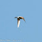 Bee-eater; Abejaruco