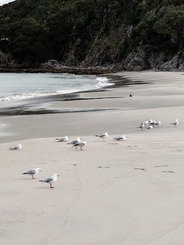 Smugglers Bay Seagulls