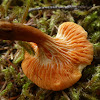 False Chanterelle