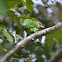 White-cheeked Barbet