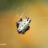 Araña tejedora espinosa - Araña panadera