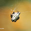 Araña tejedora espinosa - Araña panadera