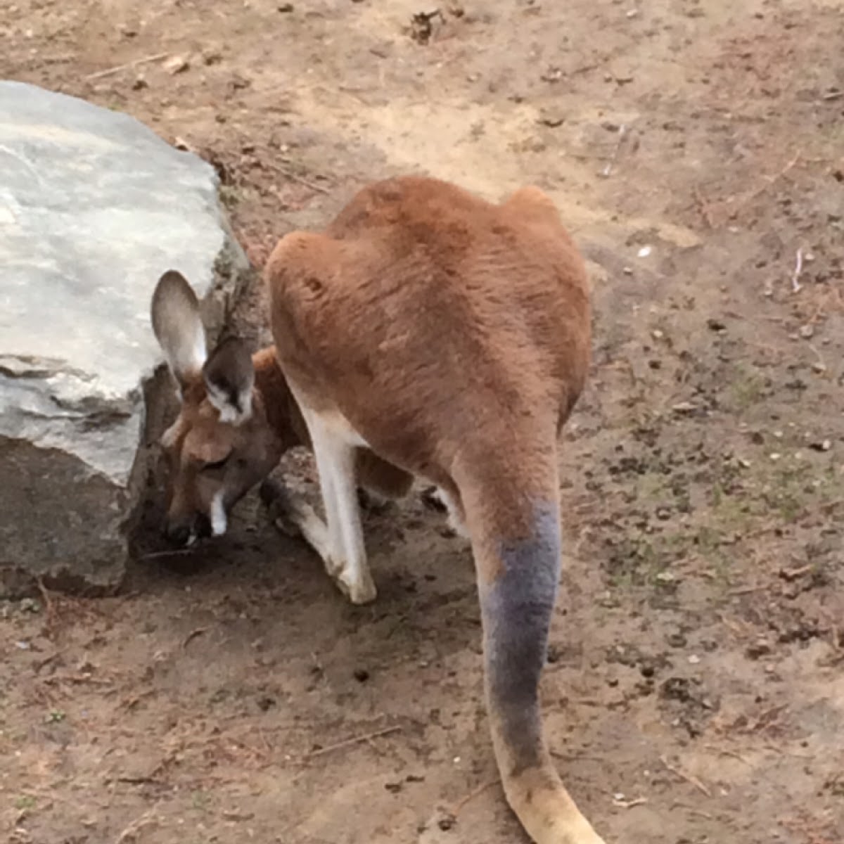 Red kangaroo