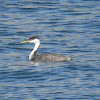 Western grebe