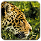 Item logo image for Jaguar