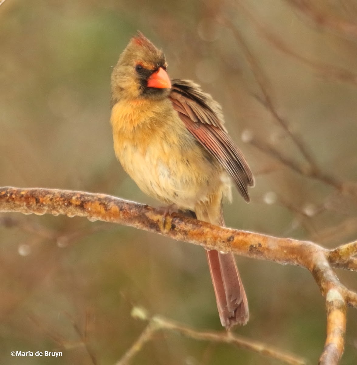 Northern cardinal