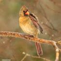 Northern cardinal