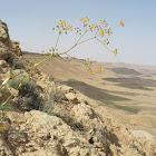 Danin's False Fennel