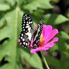 Lemon Butterfly