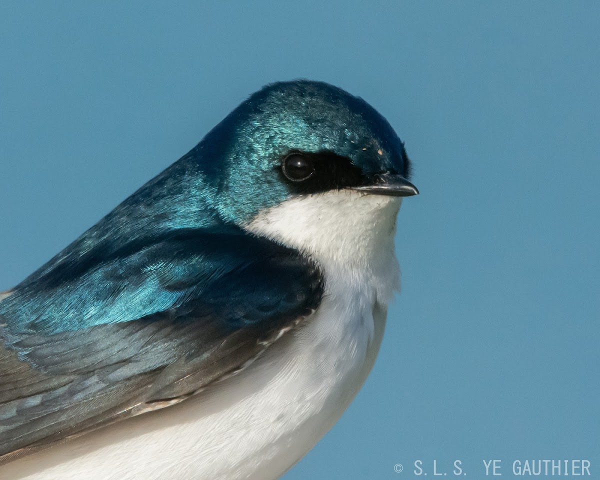 Tree swallow