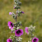 Tree Mallow