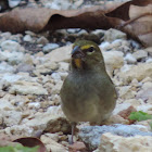 Yellow-faced Grassquit