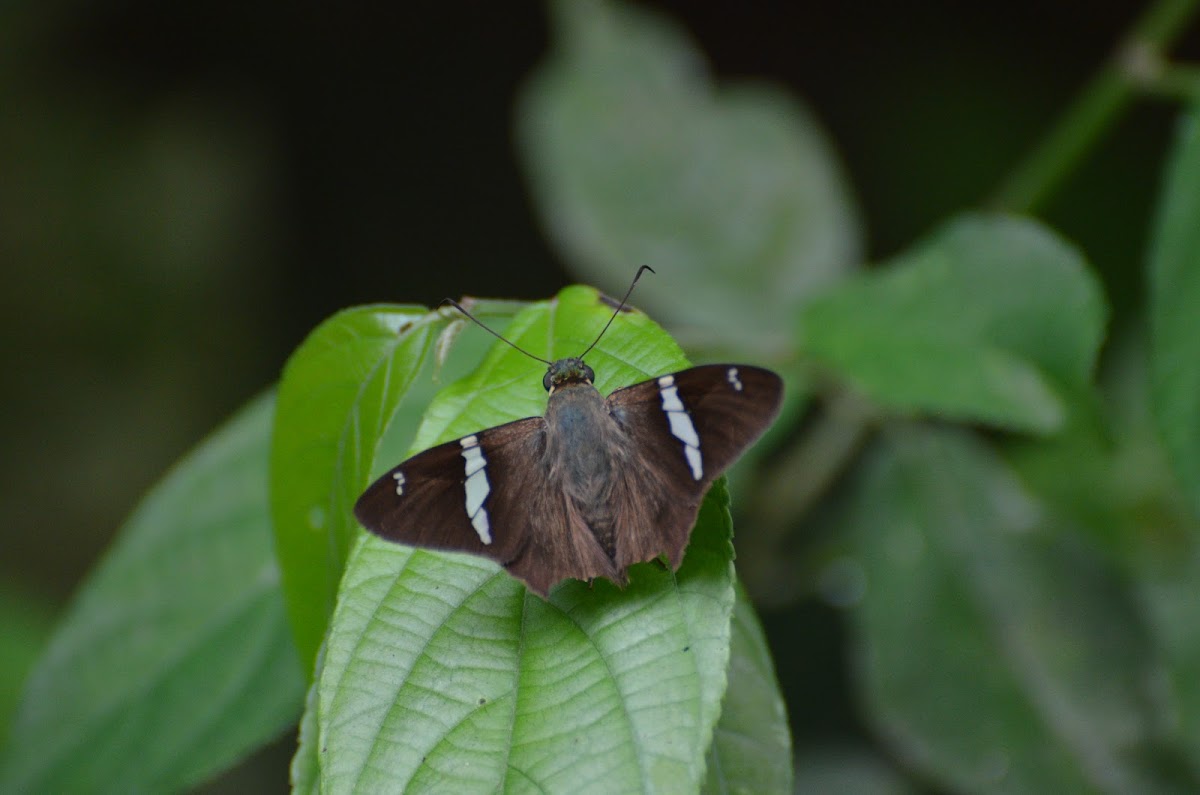 Broad banded-skipper