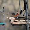 Pyrrhuloxia