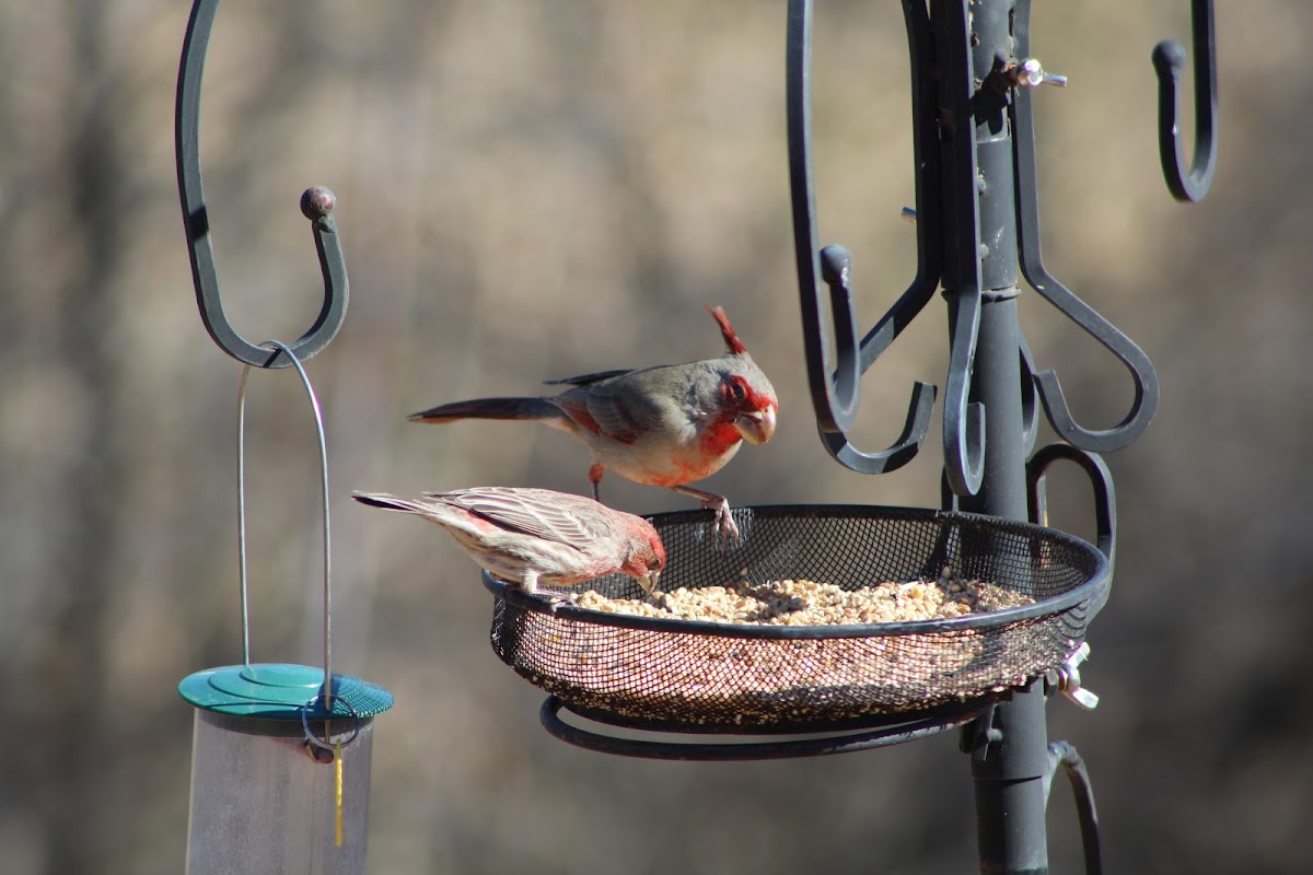 Pyrrhuloxia