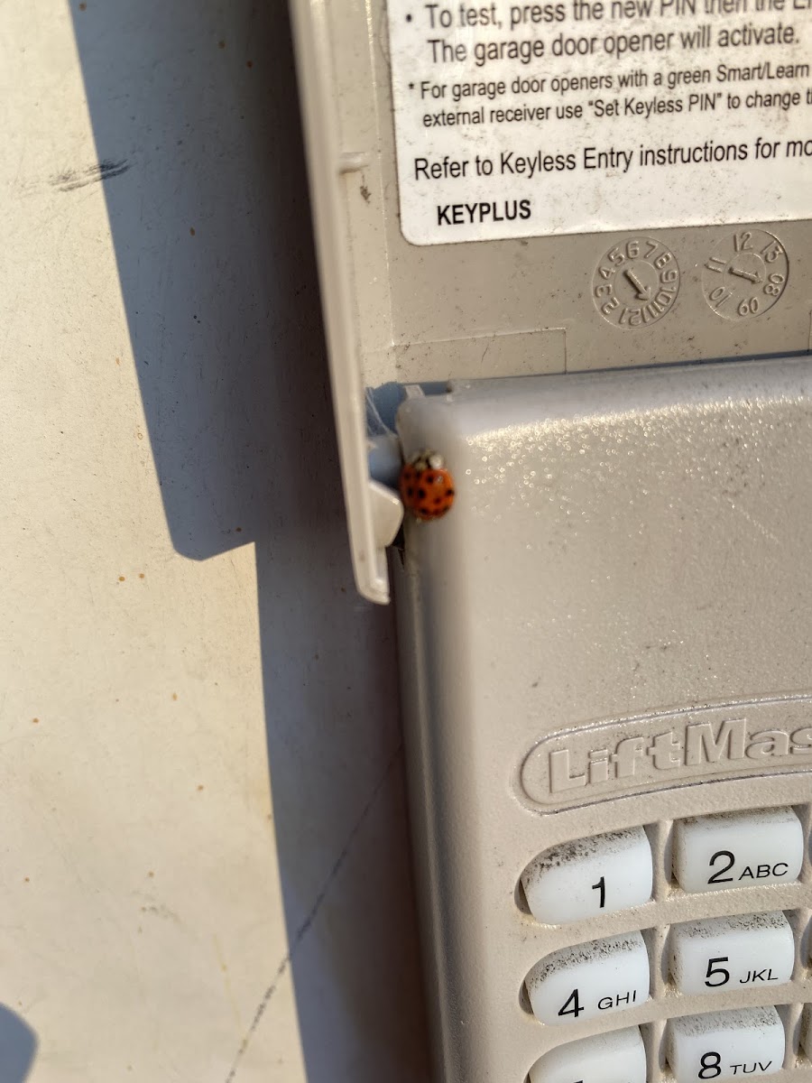 Convergent Lady Beetle