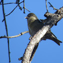 Red Crossbill