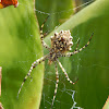 Argiope Lobata