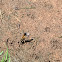 Black and yellow mud dauber wasp