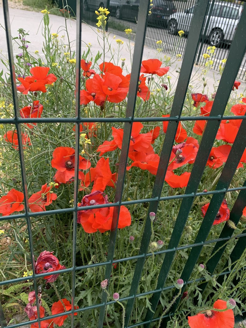 Nulla ferma i Papaveri di streganunzia