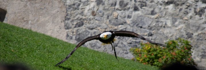 Volo Radente  Occhio alla testa di lsguotti