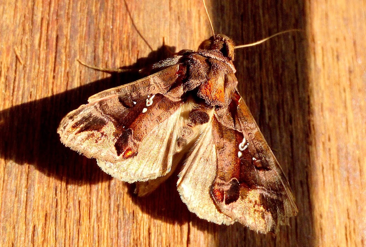 Semi-looper Moth