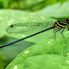 Black marsh dart female