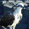 Eastern Osprey