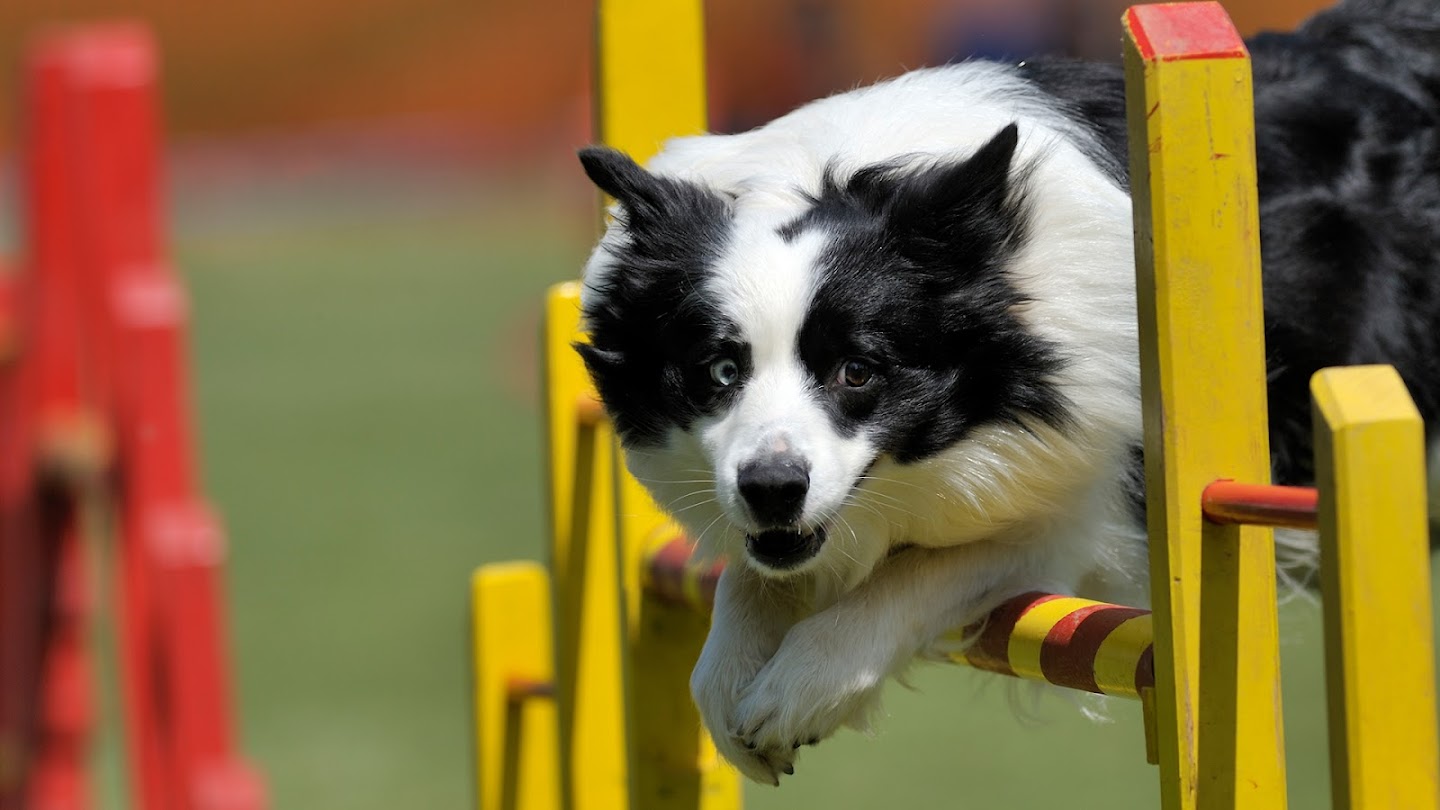 Watch AKC Agility Dogs Invitational live