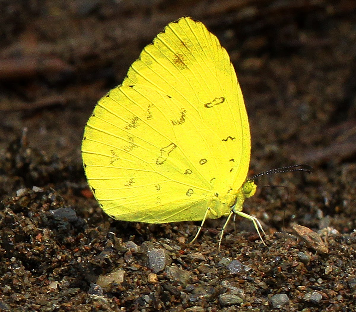 Common Grass Yellow