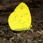 Common Grass Yellow