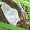 Polilla Blanca / Mahometaria polilla