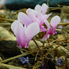 Greek cyclamen (κυκλάμινο)