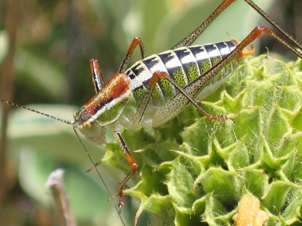 Ionian Bright Bush-Cricket