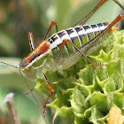 Ionian Bright Bush-Cricket